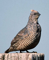 Scaled Quail